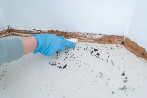 Pest Control Cost in Dyersburg, TN